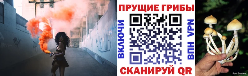 купить   Чудово  Галлюциногенные грибы прущие грибы 